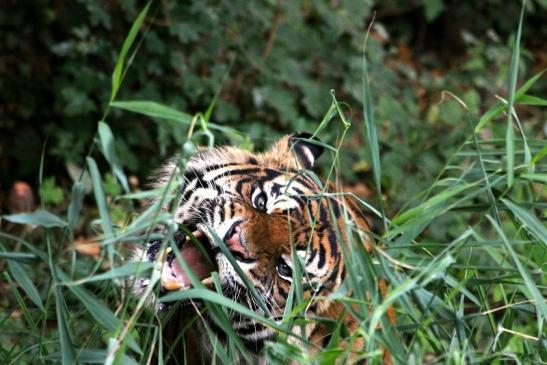 Sumatratiger Zoo Frankfurt am Main 2013