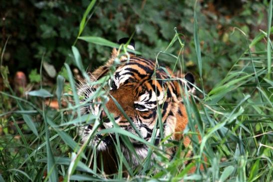 Sumatratiger Zoo Frankfurt am Main 2013