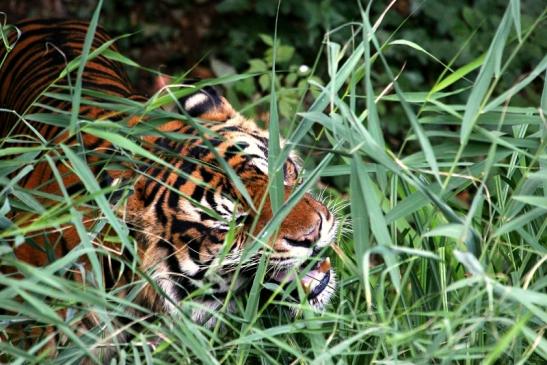 Sumatratiger Zoo Frankfurt am Main 2013