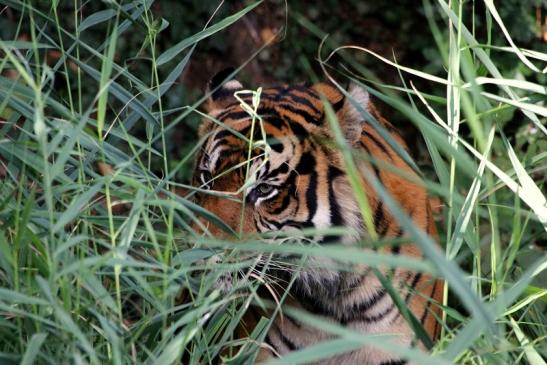 Sumatratiger Zoo Frankfurt am Main 2013