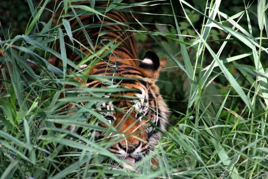 Sumatratiger Zoo Frankfurt am Main 2013