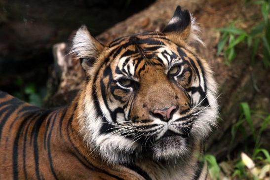 Sumatratiger Zoo Frankfurt am Main 2013