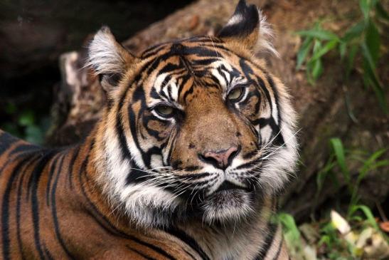 Sumatratiger Zoo Frankfurt am Main 2013