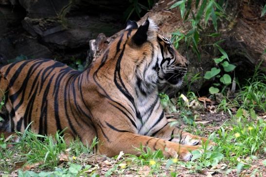 Sumatratiger Zoo Frankfurt am Main 2013