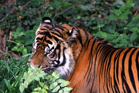 Sumatratiger Zoo Frankfurt am Main 2013