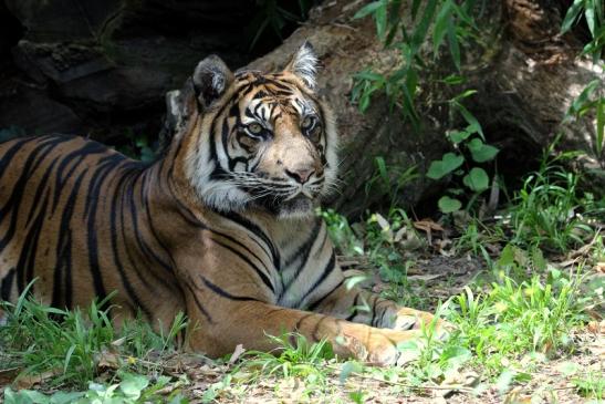 Sumatratiger Zoo Frankfurt am Main 2013