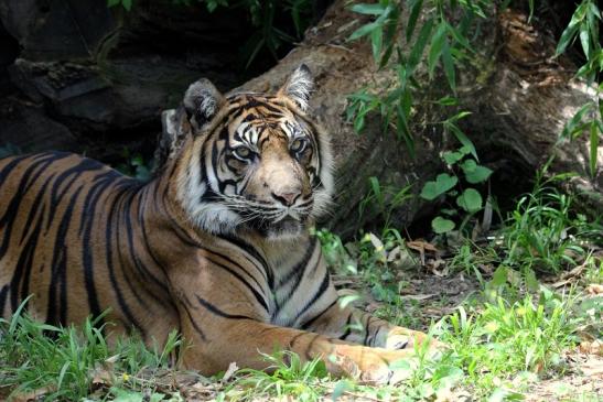 Sumatratiger Zoo Frankfurt am Main 2013