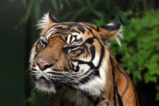 Sumatratiger Zoo Frankfurt am Main 2013