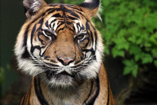 Sumatratiger Zoo Frankfurt am Main 2013