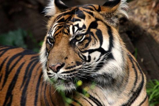 Sumatratiger Zoo Frankfurt am Main 2013