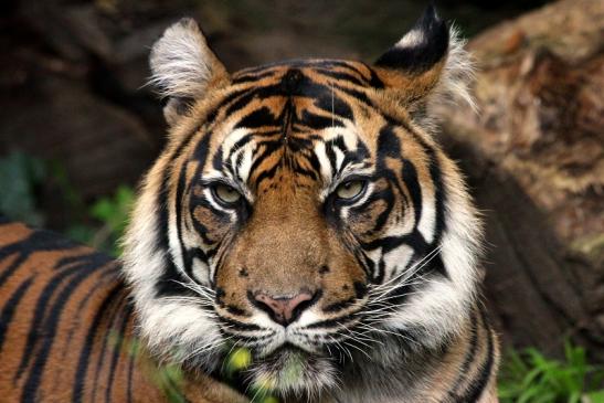 Sumatratiger Zoo Frankfurt am Main 2013