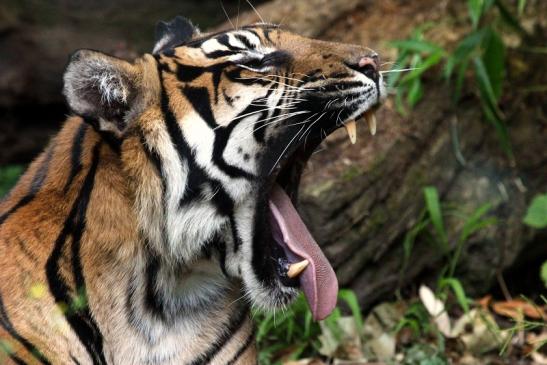 Sumatratiger Zoo Frankfurt am Main 2013