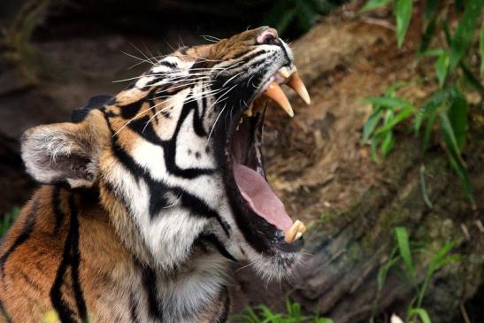 Sumatratiger Zoo Frankfurt am Main 2013