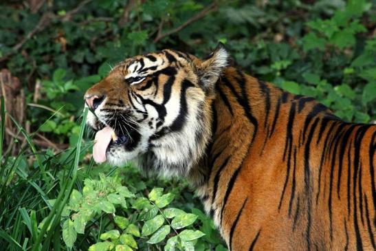 Sumatratiger Zoo Frankfurt am Main 2013