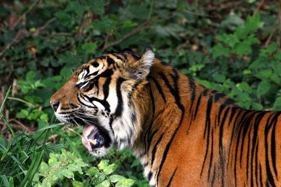 Sumatratiger Zoo Frankfurt am Main 2013