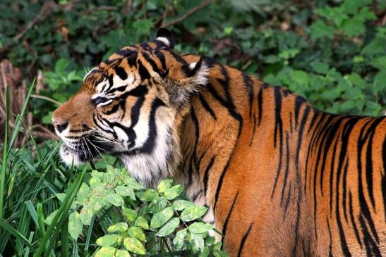 Sumatratiger Zoo Frankfurt am Main 2013