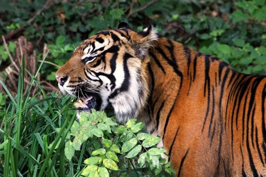 Sumatratiger Zoo Frankfurt am Main 2013