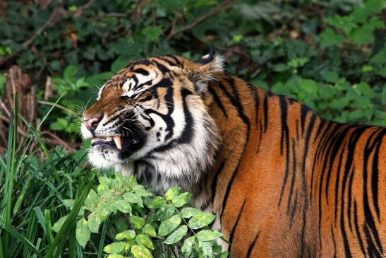 Sumatratiger Zoo Frankfurt am Main 2013