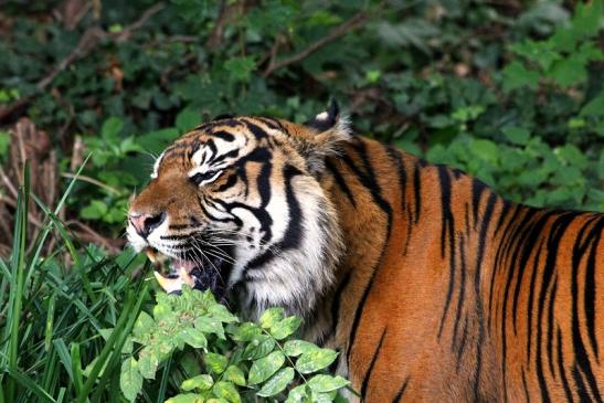 Sumatratiger Zoo Frankfurt am Main 2013