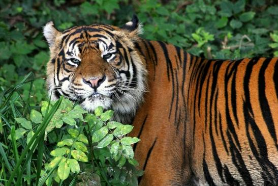 Sumatratiger Zoo Frankfurt am Main 2013