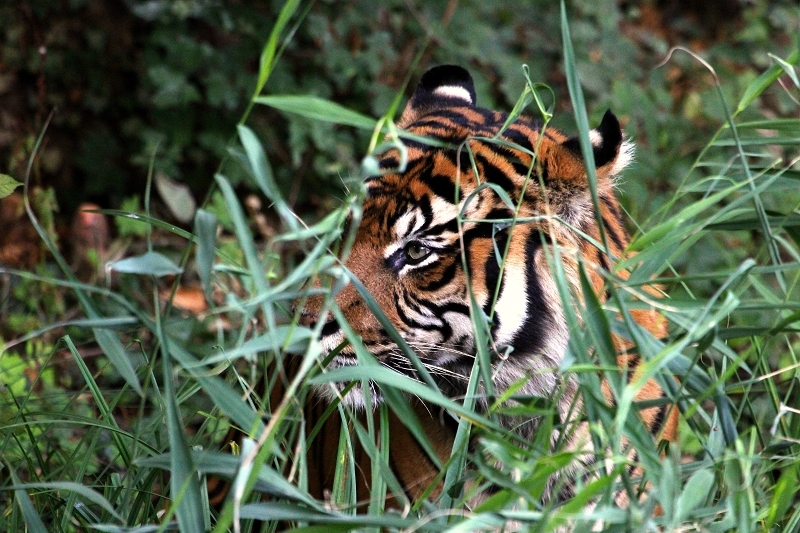Sumatratiger Zoo Frankfurt am Main 2013