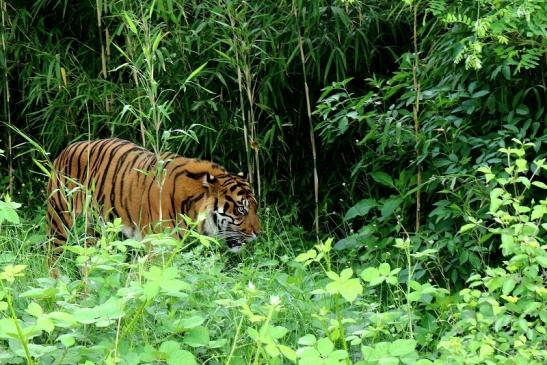 Sumatratiger Zoo Frankfurt am Main 2017