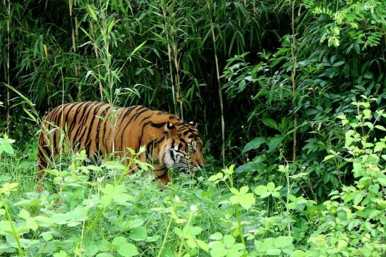 Sumatratiger Zoo Frankfurt am Main 2017