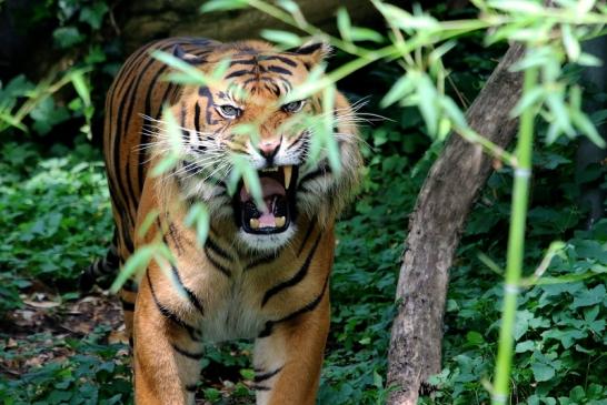 Sumatratiger Zoo Frankfurt am Main 2018