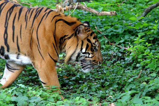 Sumatratiger Zoo Frankfurt am Main 2018