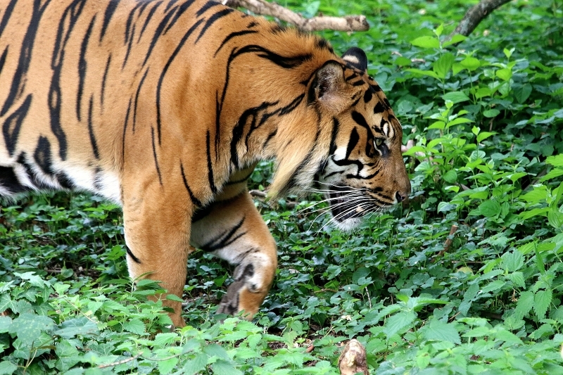 Sumatratiger Zoo Frankfurt am Main 2018