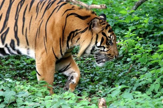 Sumatratiger Zoo Frankfurt am Main 2018