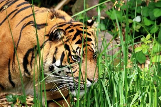 Sumatratiger Zoo Frankfurt am Main 2018