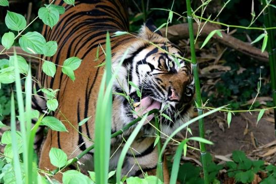 Sumatratiger Zoo Frankfurt am Main 2018