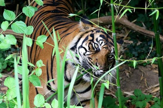 Sumatratiger Zoo Frankfurt am Main 2018