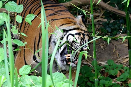 Sumatratiger Zoo Frankfurt am Main 2018