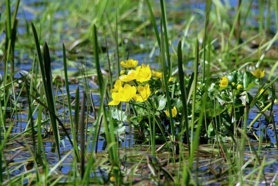 Sumpfdotterblume Biotop Bingenheimer Ried Wetterau 2016