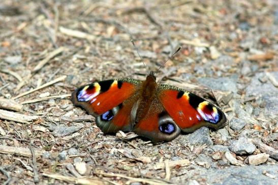 Tagpfauenauge Wildpark Alte Fasanerie Klein Auheim 2018