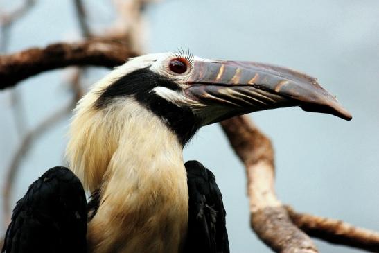 Tariktik-Hornvogel Zoo Frankfurt am Main 2016 FVH