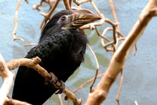 Tariktik-Hornvogel Zoo Frankfurt am Main 2016 FVH