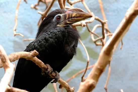 Tariktik-Hornvogel Zoo Frankfurt am Main 2016 FVH