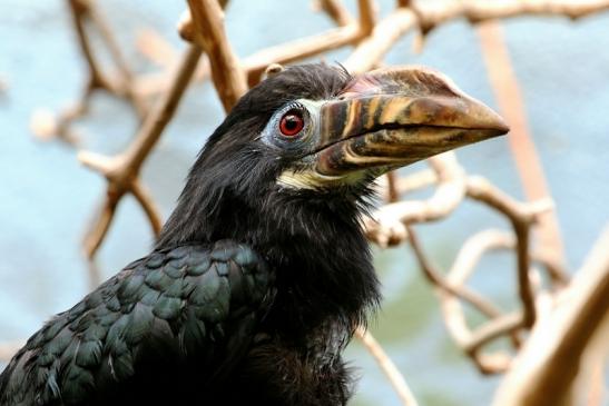 Tariktik-Hornvogel Zoo Frankfurt am Main 2016 FVH