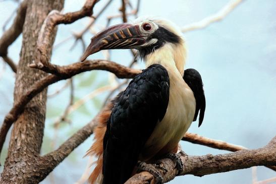 Tariktik-Hornvogel Zoo Frankfurt am Main 2016 FVH