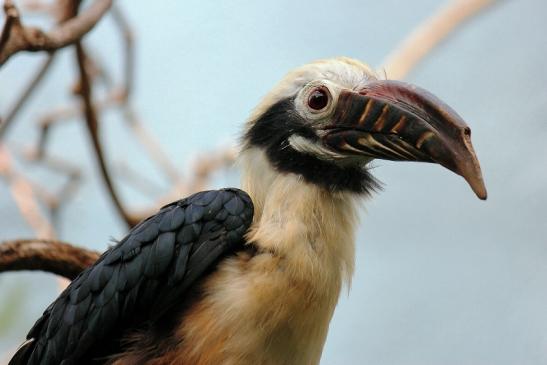 Tariktik-Hornvogel Zoo Frankfurt am Main 2016 FVH