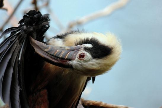 Tariktik-Hornvogel Zoo Frankfurt am Main 2016 FVH