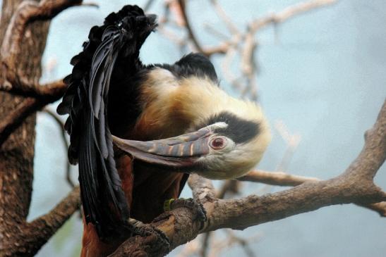 Tariktik-Hornvogel Zoo Frankfurt am Main 2016 FVH