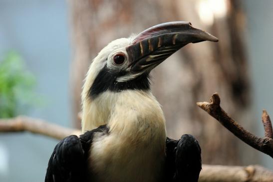 Tariktik-Hornvogel Zoo Frankfurt am Main 2016 FVH