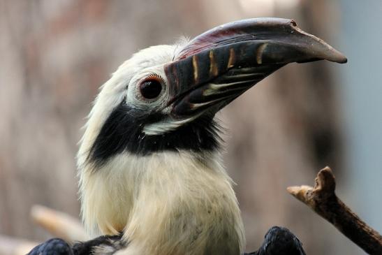 Tariktik-Hornvogel Zoo Frankfurt am Main 2016 FVH