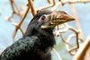 Tariktik Hornvogel Faust Vogelhallen Zoo Frankfurt/M