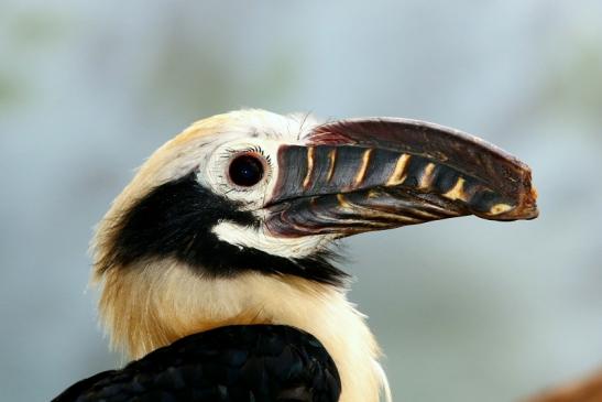 Tariktik-Hornvogel Zoo Frankfurt am Main 2017 FVH 