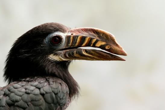 Tariktik-Hornvogel Zoo Frankfurt am Main 2018